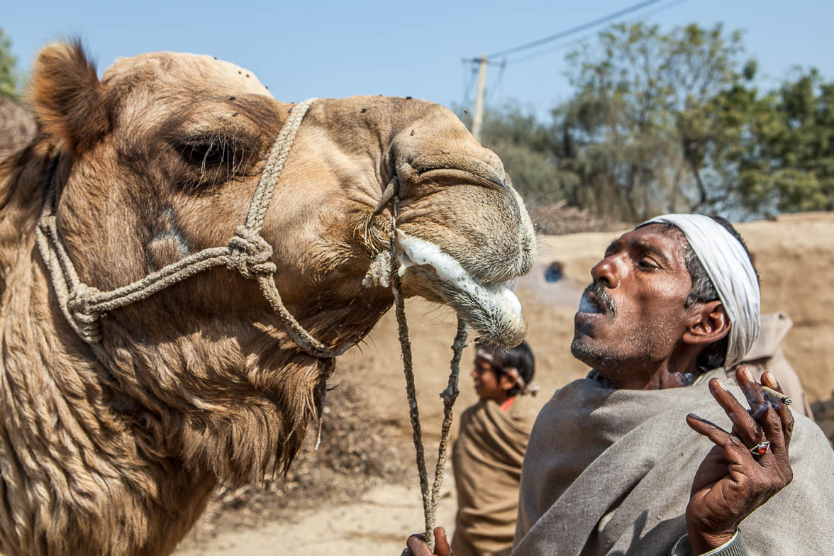 インド旅行記 36 砂漠のラクダは泡を吹く